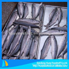 fresh frozen Japanese mackerel fish